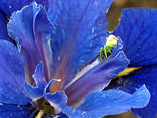 【生き物景色】花の上のハンター