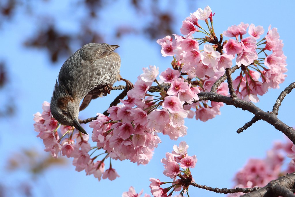 春のヒヨドリ