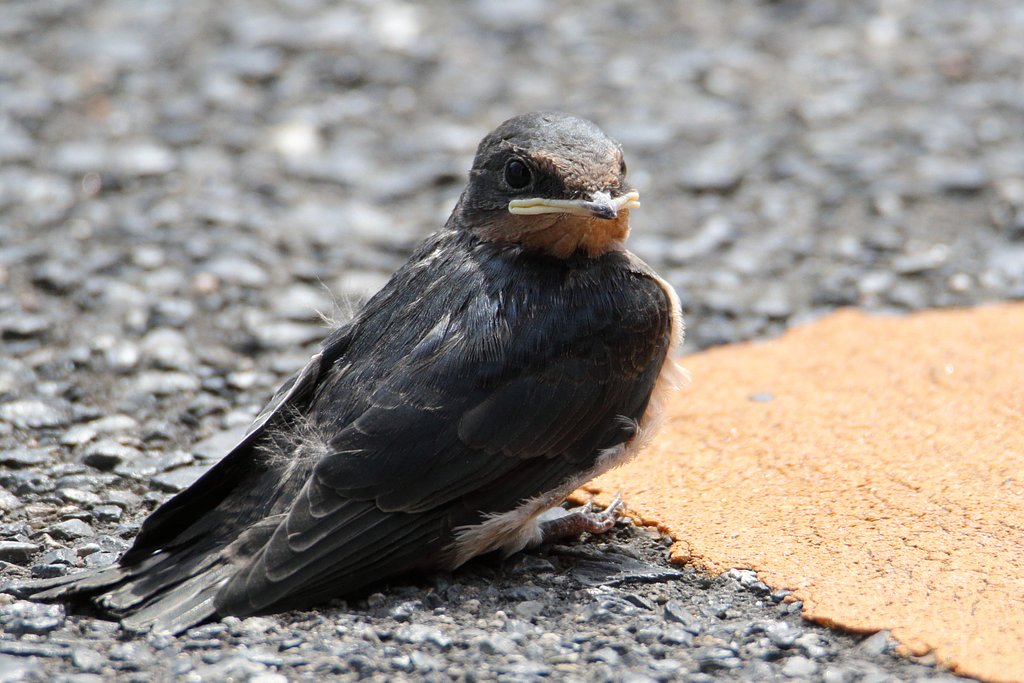 巨大チュンバメ・幼鳥