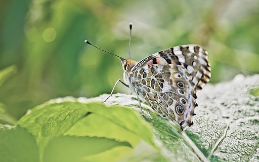 【生き物景色】楽しげな蝶飛行 II