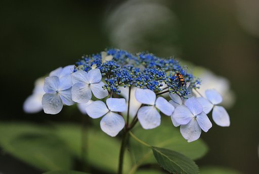 【生き物景色】花粉を求めて