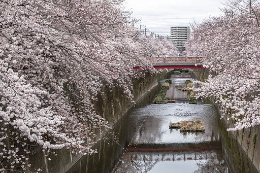 桜は続くよどこまでも