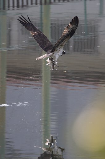 ミサゴおっかけ（その３）