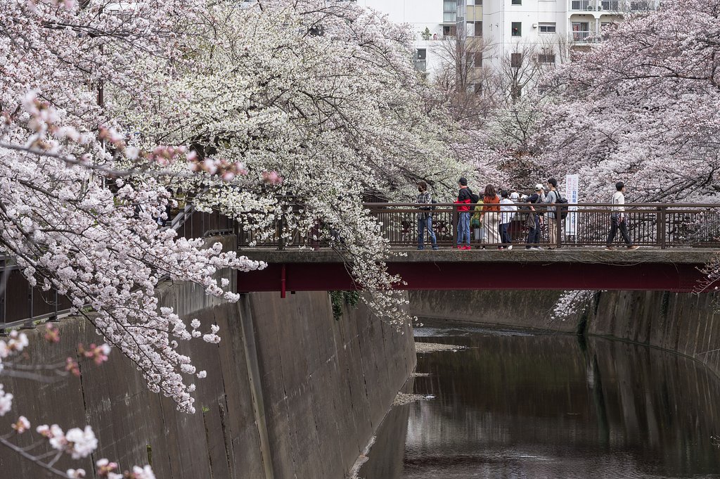 二色の桜
