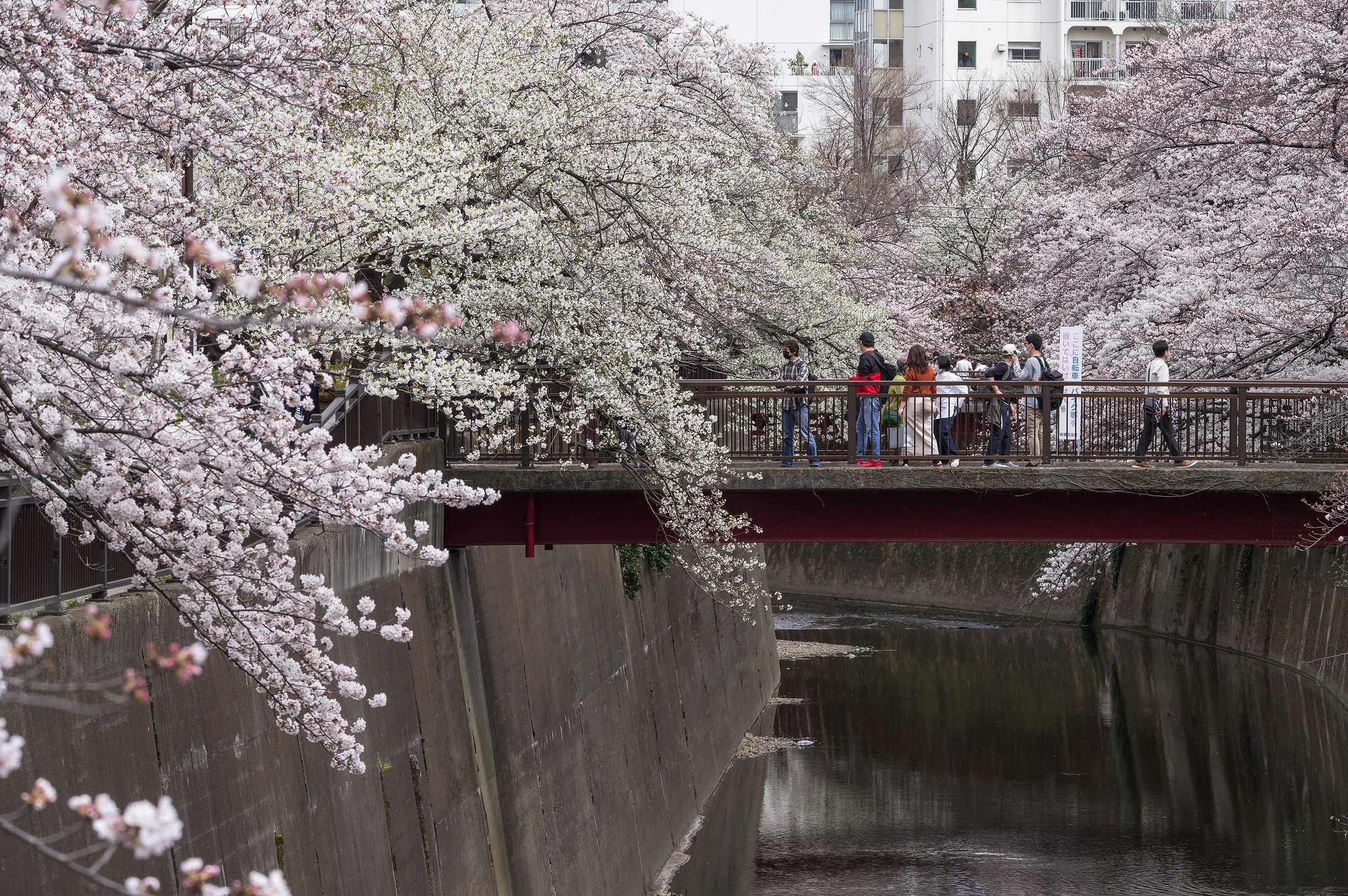 二色の桜