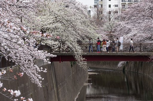 二色の桜