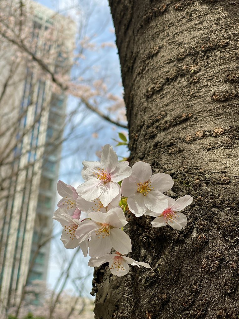 胴吹き桜