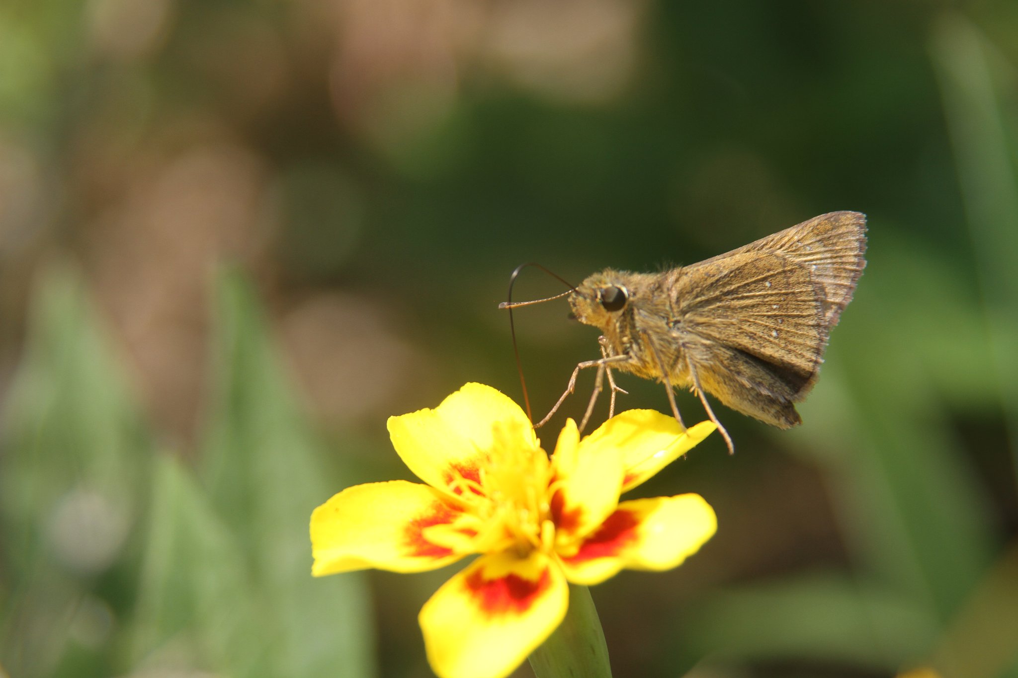 Tamron 28-300mmF3.5-6.3【IF】macro　A20