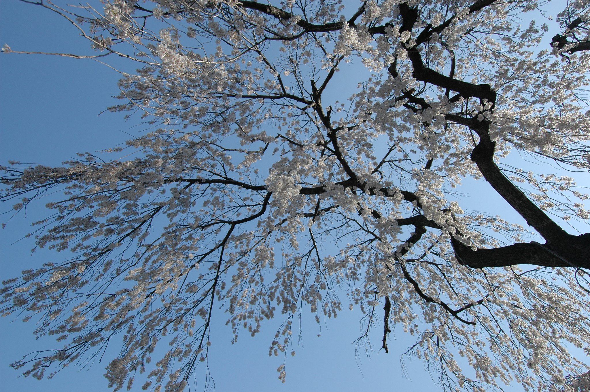 法善寺枝垂桜