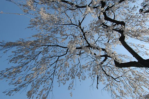 法善寺枝垂桜