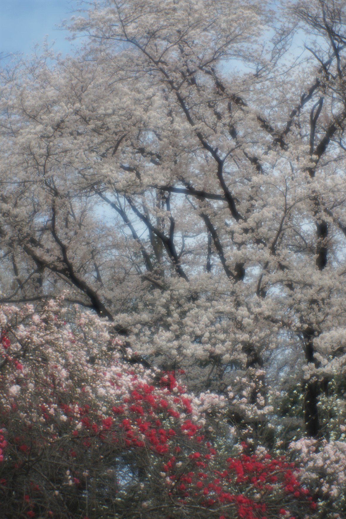 砧の花桃