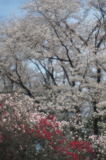 砧の花桃