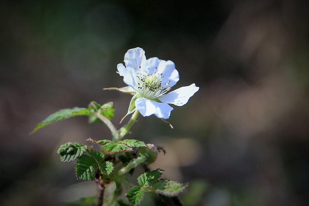 里山の薔薇？