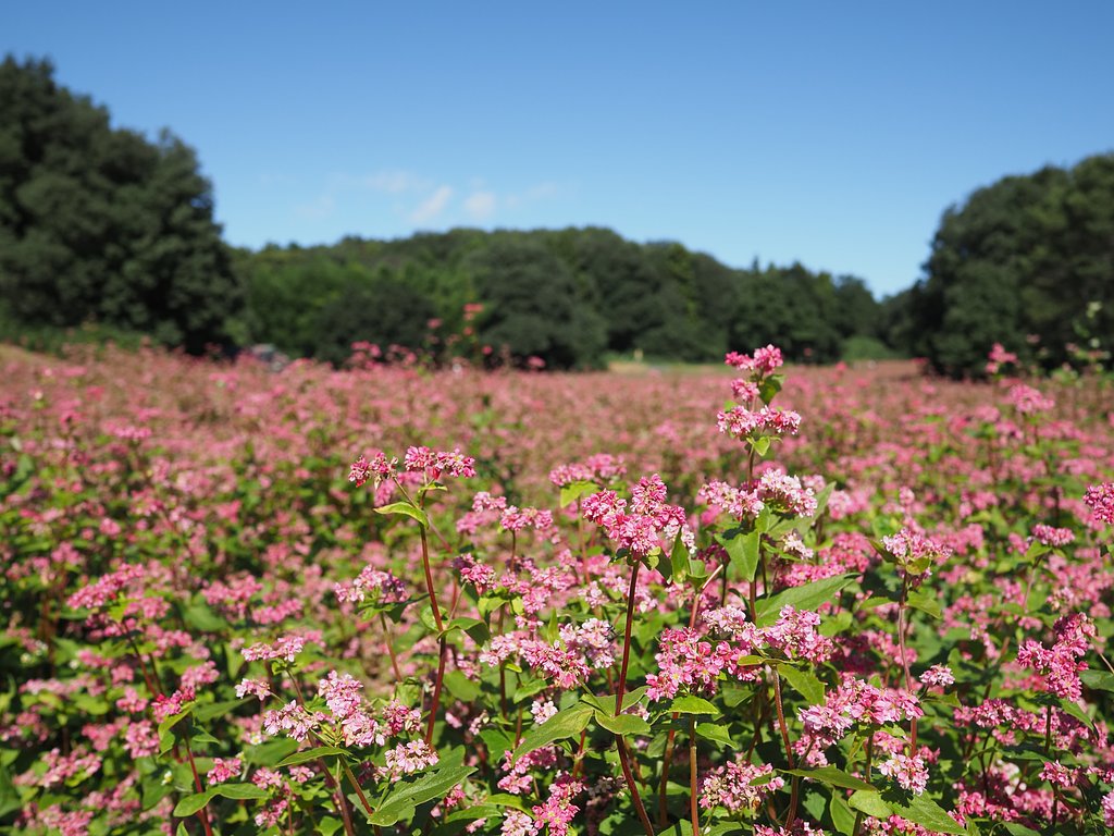 赤ソバ◎SUMMILUX 15mm/F1.7