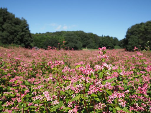 赤ソバ◎SUMMILUX 15mm/F1.7