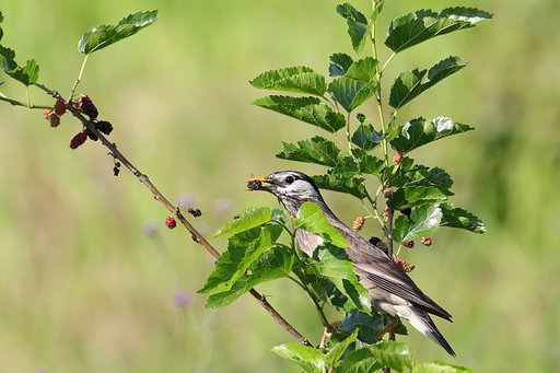 ムクドリのお食事