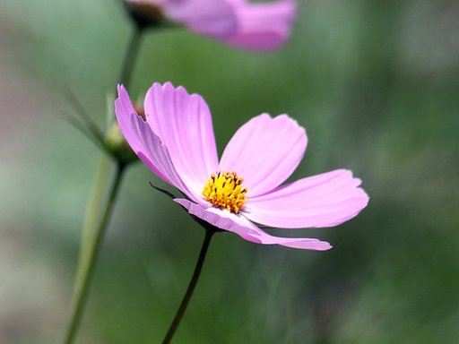 Tamron  200-400mm-F5.6
