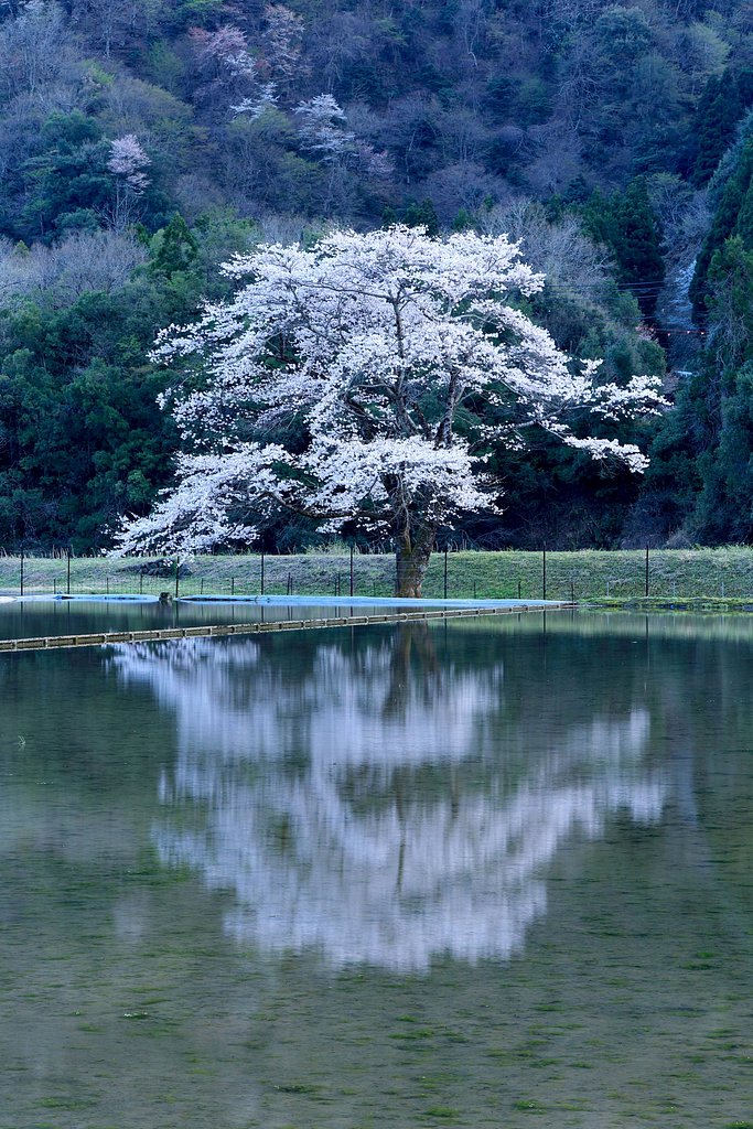 根尾の一本桜