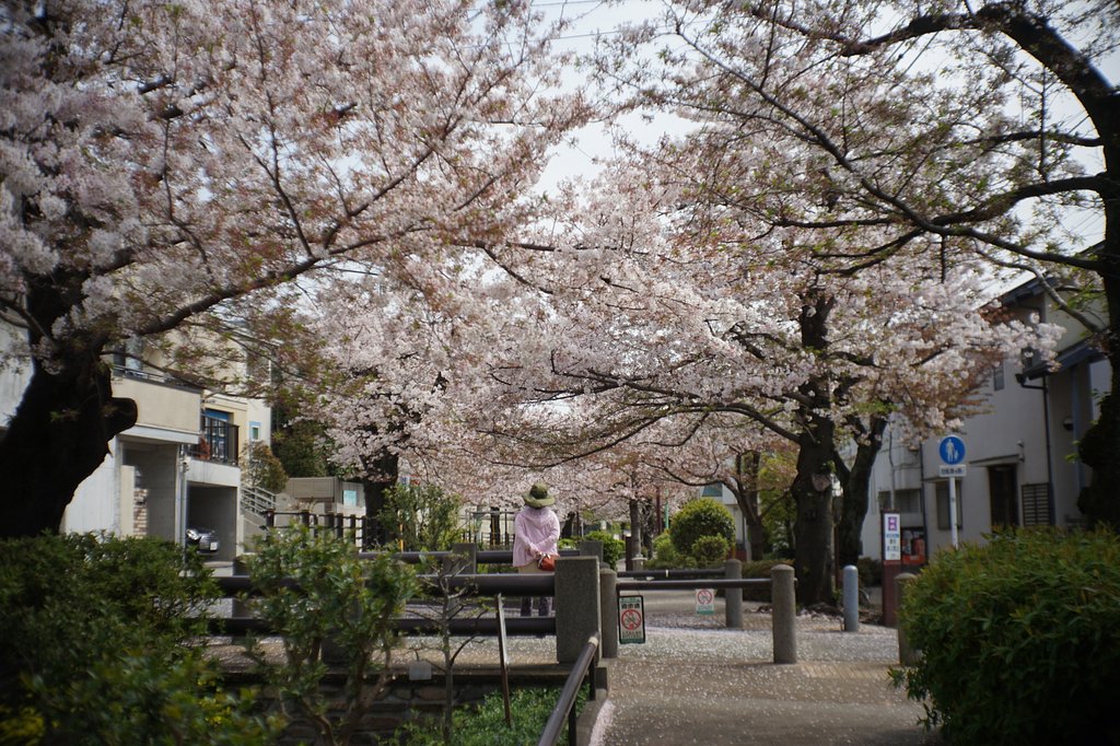 北沢川緑道