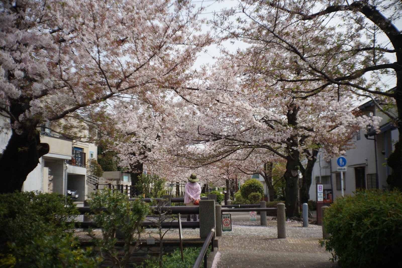 北沢川緑道