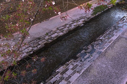 散ってもなお彩り