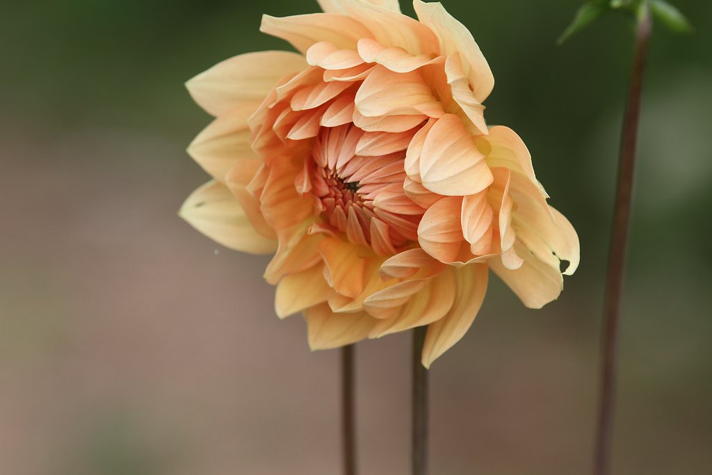 Canon EF200mmF2.8L