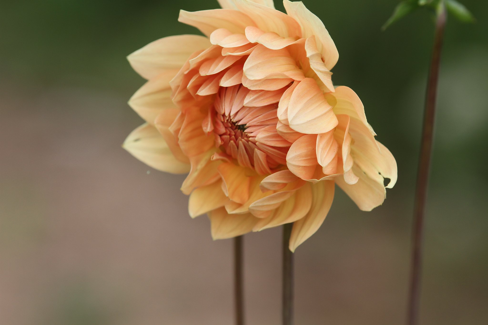 Canon EF200mmF2.8L