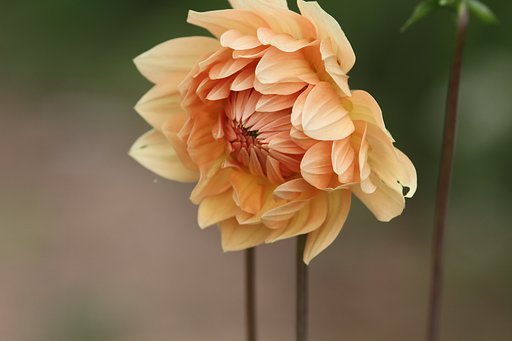 Canon EF200mmF2.8L