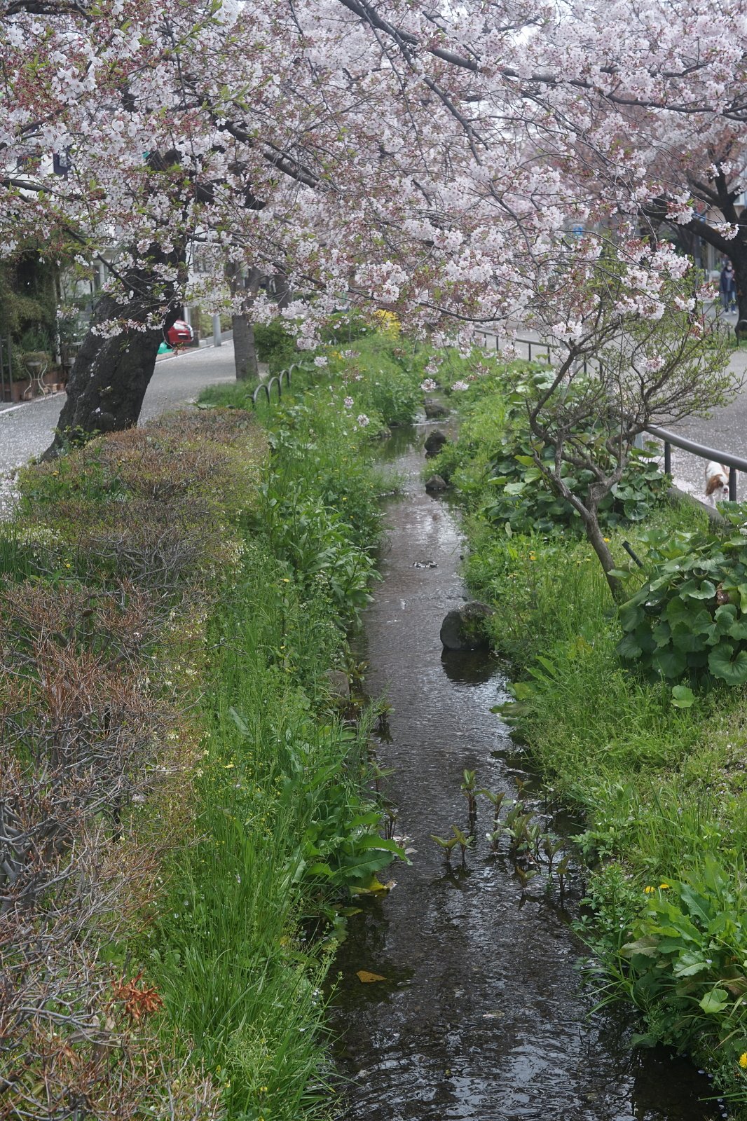 春の小川