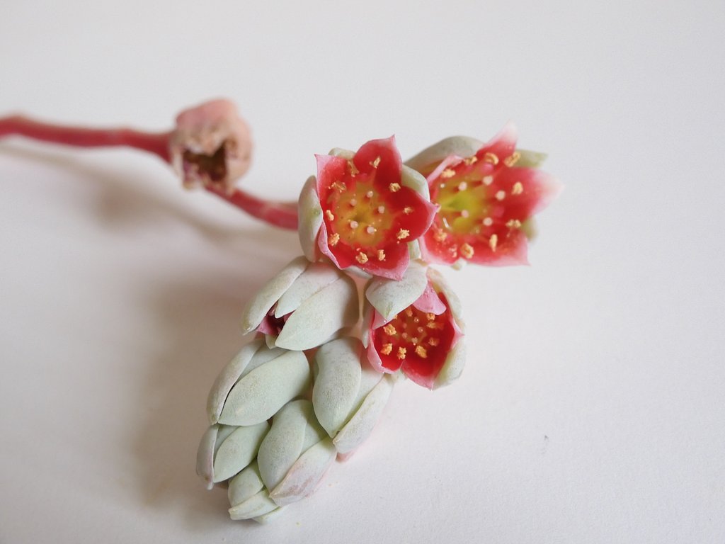 星美人　花