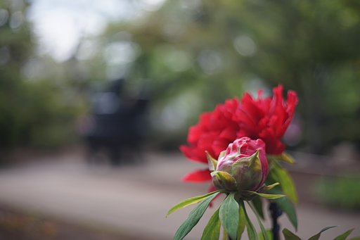 春牡丹