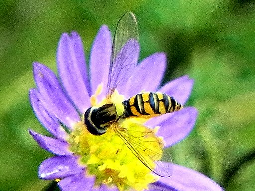小さい物を大きく花とアブ