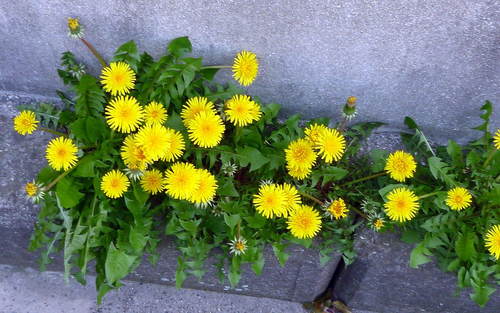 逞しい野草