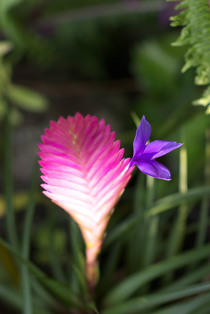 何の花か判りませんが。。。