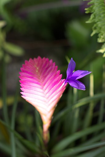 何の花か判りませんが。。。