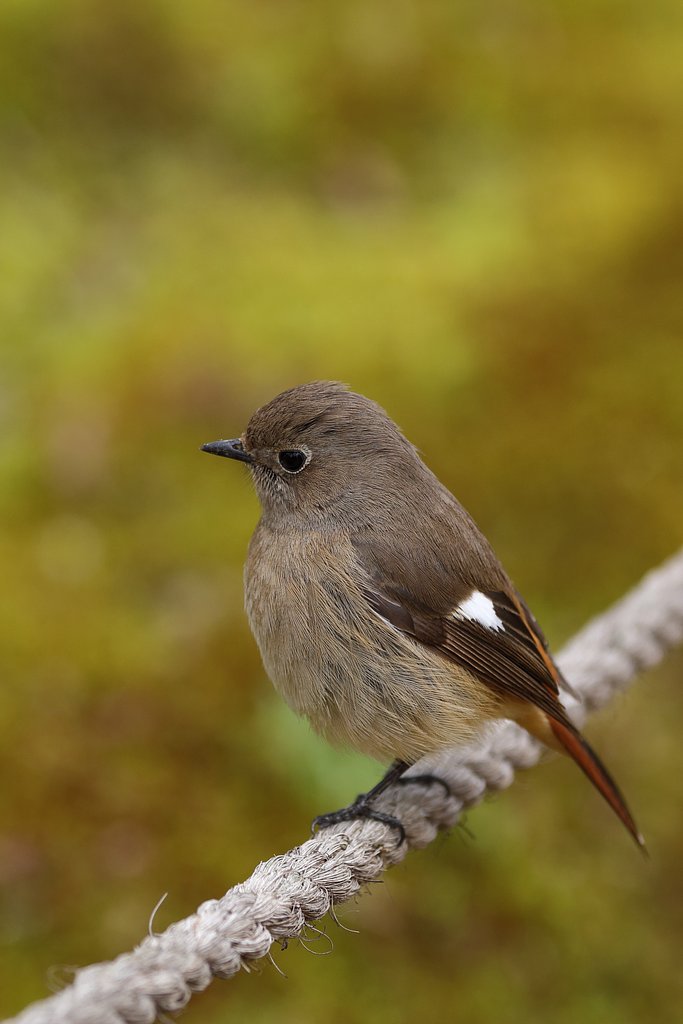 野鳥は耳で探す・会いに行けるアイドル・ザ・ジョビコ