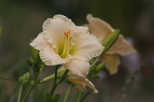 Tamron  200-400mm-F5.6+EF25