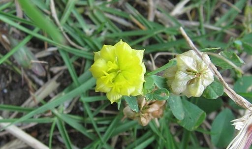 五ミリ程の花