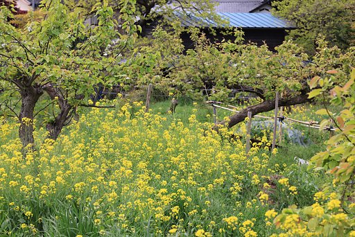 名残りの梨園