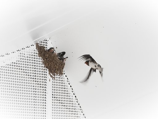 巣立ちに向けて