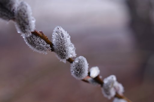 早春、早朝の芽