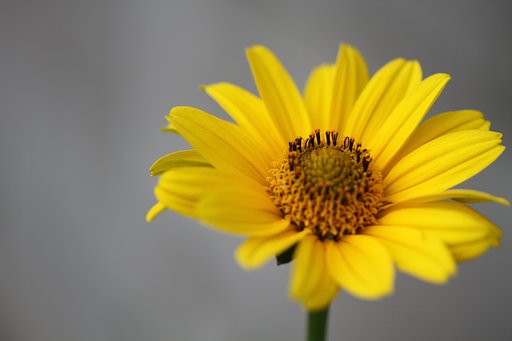 Canon EF-S60mmF2.8macro
