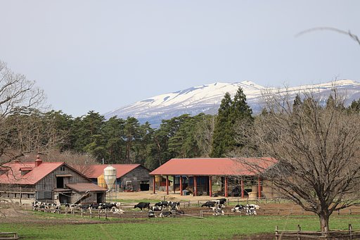 岩手にて（その３）春の牛たち