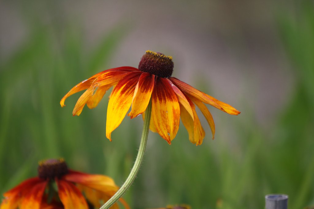 Canon EF100-300mmF5.6L