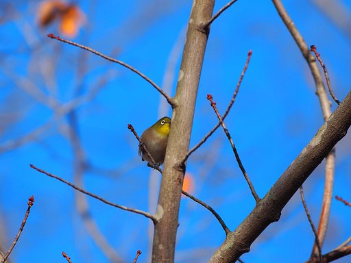 新芽って大好き