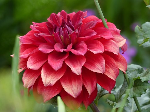 ダリアの花のUP