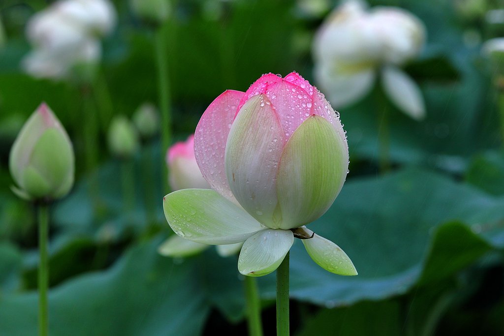 雨を味方に・・・