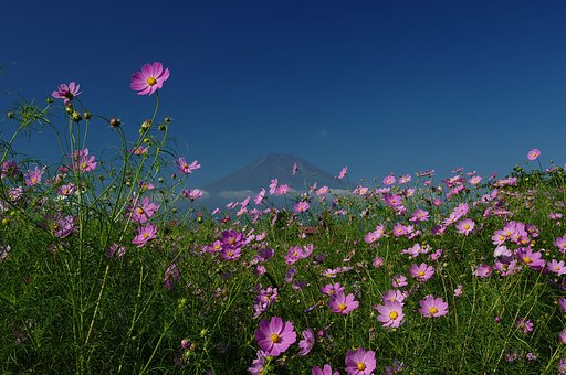 秋桜と