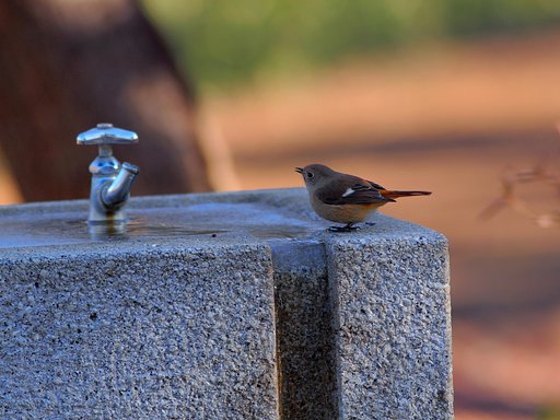 水が欲しいの