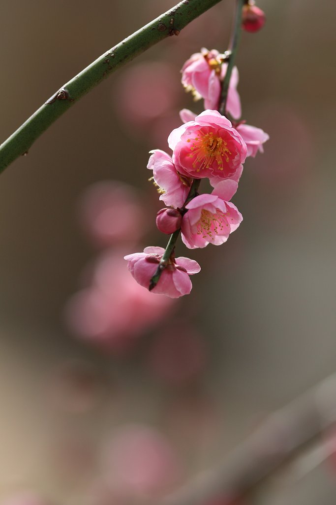 久々の梅